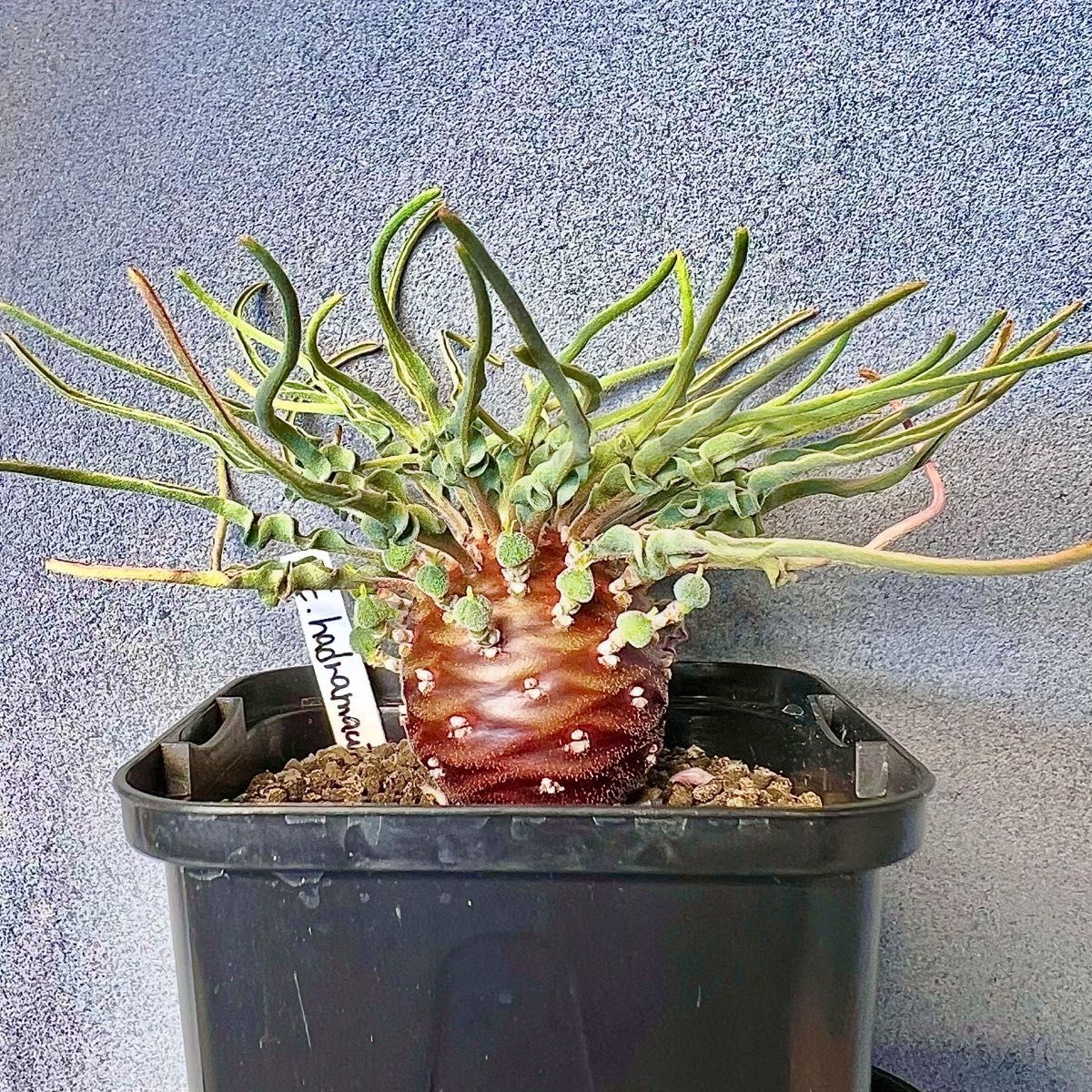 ユーフォルビア ハドラマウチカ 種子5粒 euphorbia hadramautica ユーフォルビア ハドラマウチカ 種子5粒 euphorbia hadramautica