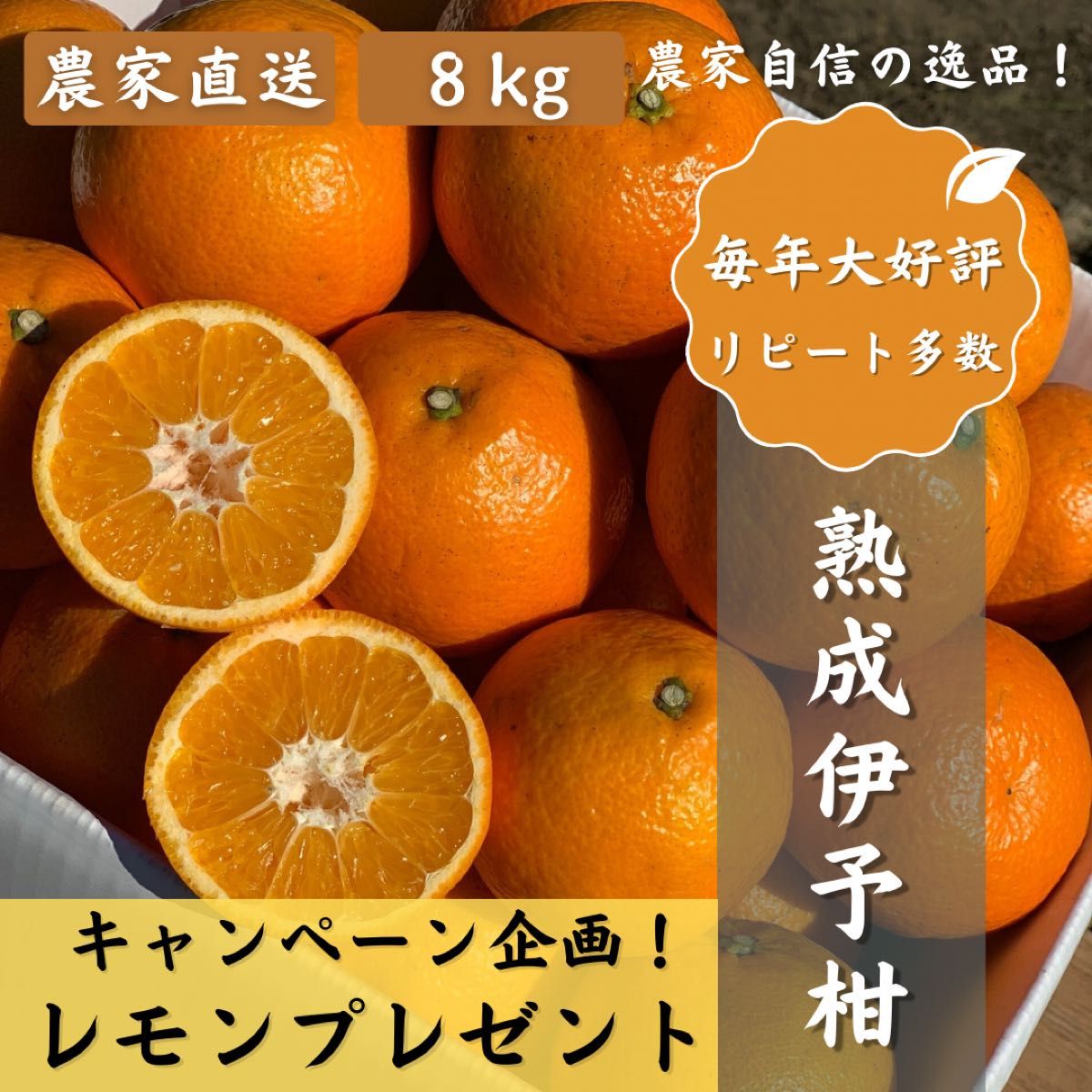 【熟成伊予柑】８kg 家庭用　毎年大好評！農家直送　大中小サイズ混合　訳ありみかん農家直送　果物　いよかん柑橘フルーツ　愛媛県産