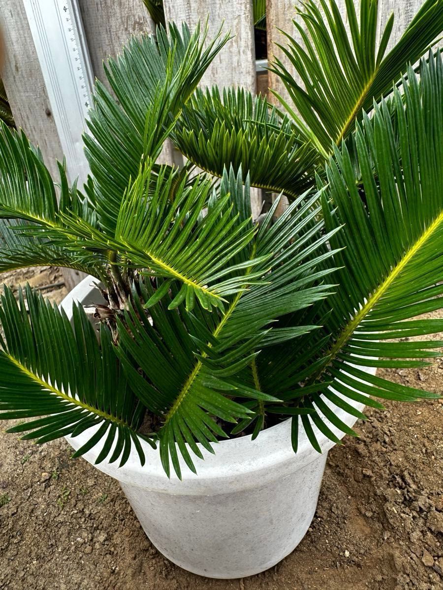 蘇鉄 ソテツ 葉はカット済み ガーデニング 植木 木 庭木 庭 No 蘇鉄 ソテツ 葉はカット済み ガーデニング 植木 木 庭木 庭 No