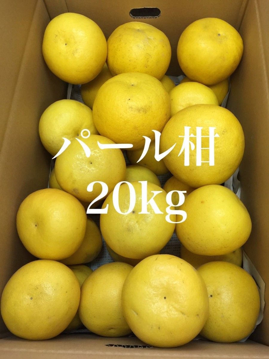 Amazon.co.jp: 【選果落ち 訳あり品】熊本県産 パール柑 規格外