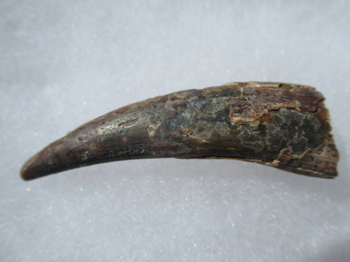 ヤフオク モロッコ産翼竜の歯化石siroccopteryx Moroccensis ヤフオク モロッコ産翼竜の歯化石siroccopteryx Moroccensis