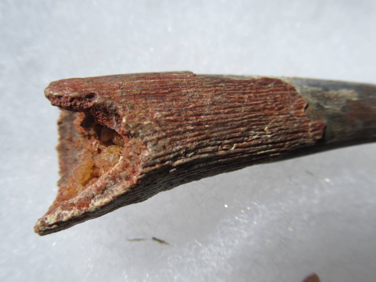 ヤフオク モロッコ産翼竜の歯化石siroccopteryx Moroccensis ヤフオク モロッコ産翼竜の歯化石siroccopteryx Moroccensis
