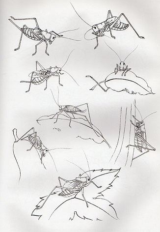 9787807387091. insect ... writing brush . white ..... sketch literary creation China picture 