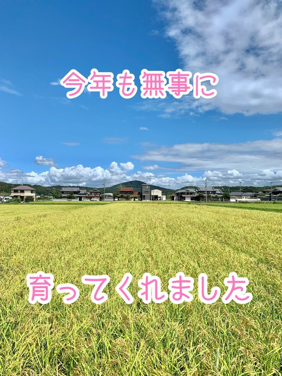 自然栽培【イセヒカリ】玄米 900g 新米 令和6年度 無農薬無施肥の自然栽培米