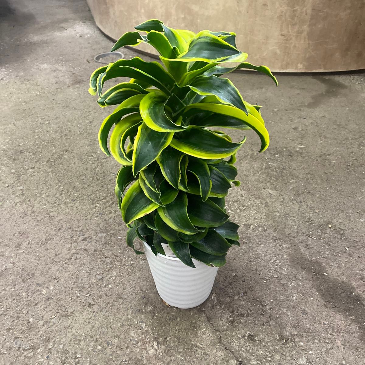 ドラセナ トルネード 観葉植物 ドラセナ トルネード 観葉植物