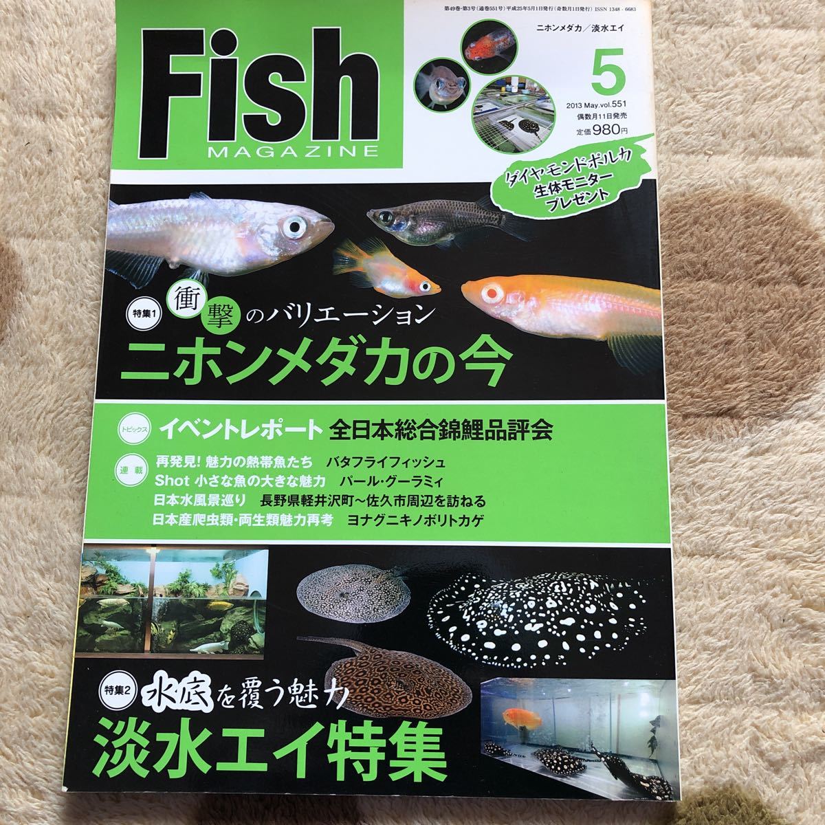 古本/FISH MAGAZINE/551 ニホンメダカの今/淡水エイ特集_画像1