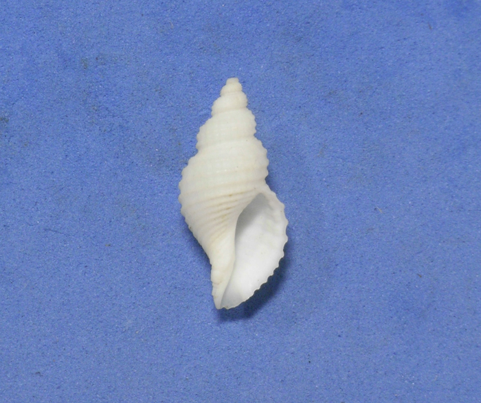 貝の標本 Praengeria dentata 21.4mm._画像2