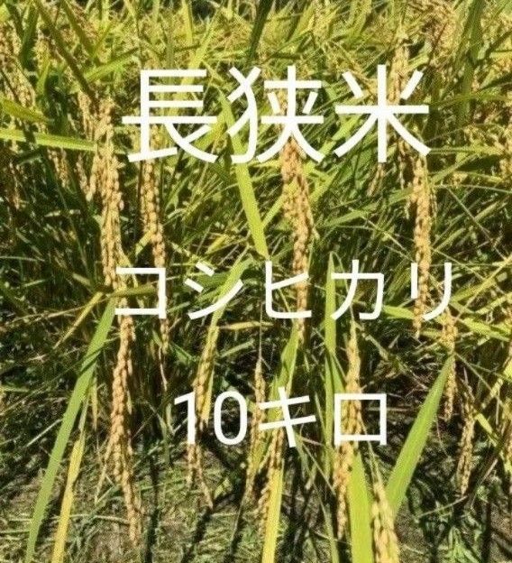 長狭米コシヒカリ玄米10キロ