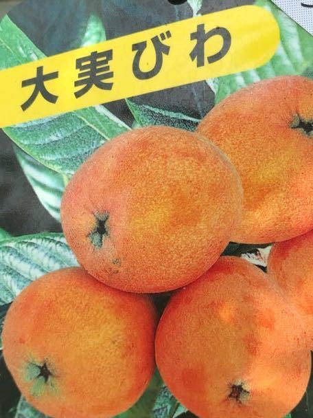 大実枇杷(びわ)長崎クイーン 苗木