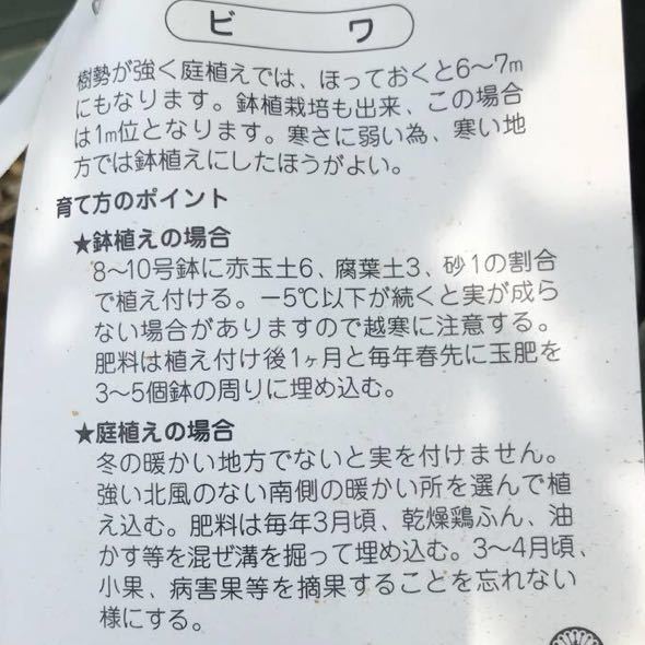 大実枇杷(びわ)長崎クイーン 苗木 2