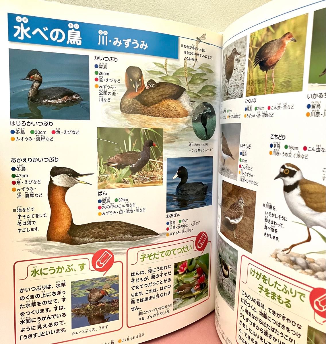 フレーベル館の図鑑ナチュラ NATURA とり|Yahoo!フリマ(旧 フレーベル館の図鑑ナチュラ NATURA とり|Yahoo!フリマ(旧