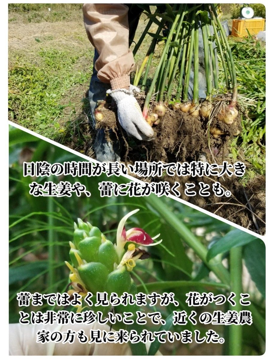 生姜 5kg 囲い生姜 農薬肥料栽培期間中不使用 熊本県産|Yahoo 生姜 5kg 囲い生姜 農薬肥料栽培期間中不使用 熊本県産|Yahoo