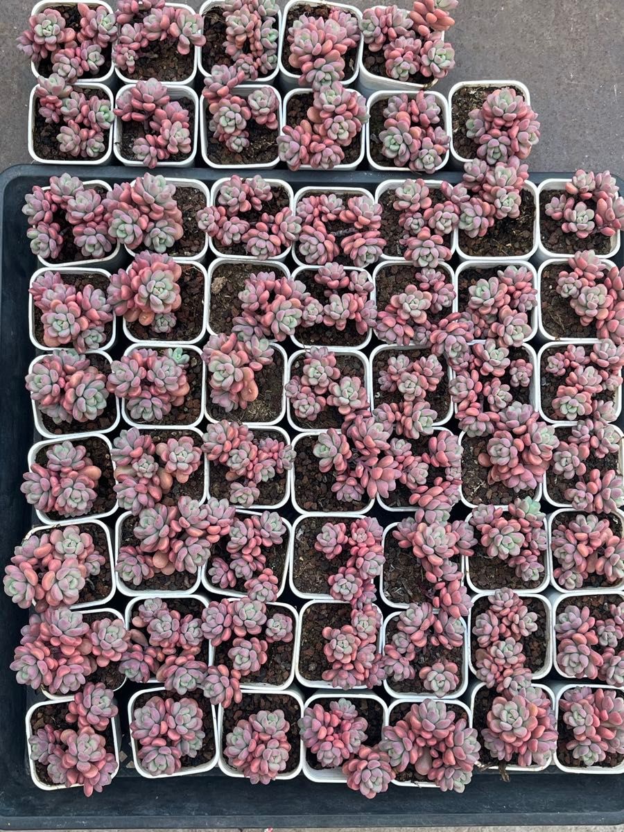多肉植物 エケベリア テレタビーズ 小群生苗 4頭 抜き苗 1株 多肉植物 エケベリア テレタビーズ 小群生苗 4頭 抜き苗 1株