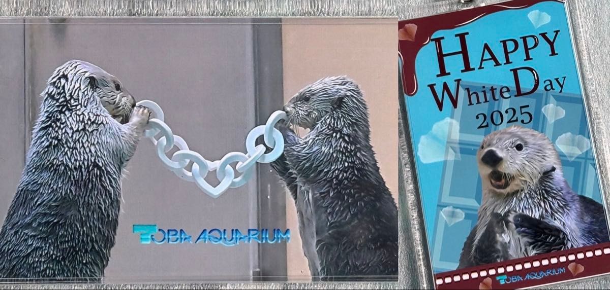 鳥羽水族館 最新 Happy White Day ホワイトデー ラッコ キラ 鳥羽水族館 最新 Happy White Day ホワイトデー ラッコ キラ