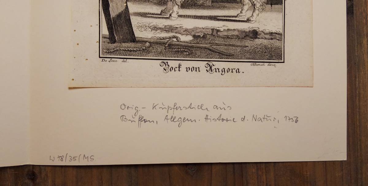 フランスアンティーク 18世紀 ビュフォン（ Buffon ）著『博物誌』から　ヤギ（アンゴラヤギ）の銅版画（マット付）/ジャック・ド・セーヴ_画像8
