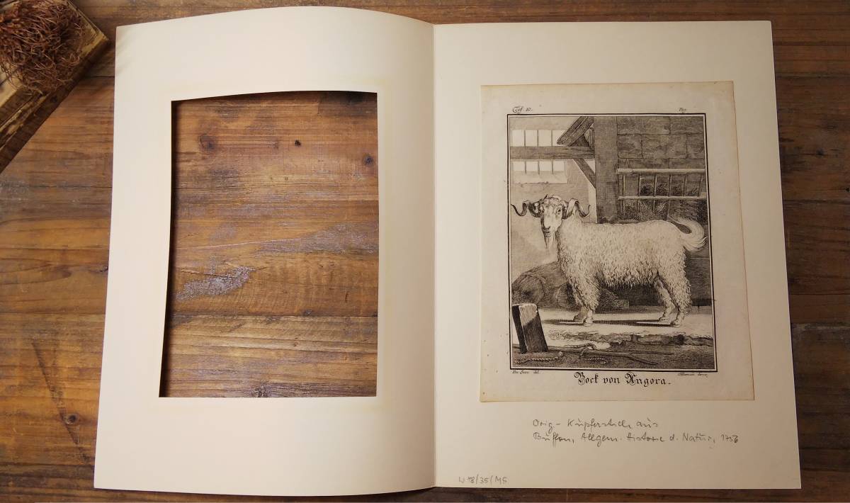 フランスアンティーク 18世紀 ビュフォン（ Buffon ）著『博物誌』から　ヤギ（アンゴラヤギ）の銅版画（マット付）/ジャック・ド・セーヴ_画像3