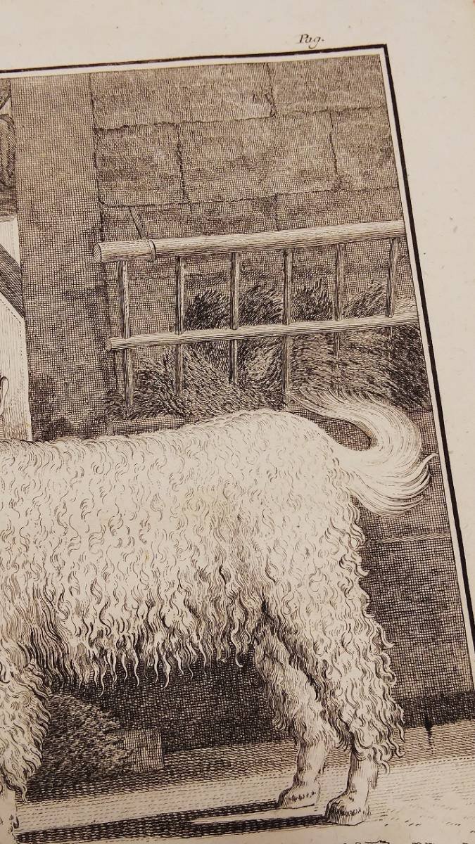フランスアンティーク 18世紀 ビュフォン（ Buffon ）著『博物誌』から　ヤギ（アンゴラヤギ）の銅版画（マット付）/ジャック・ド・セーヴ_画像6
