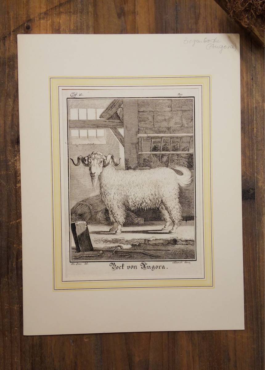 フランスアンティーク 18世紀 ビュフォン（ Buffon ）著『博物誌』から　ヤギ（アンゴラヤギ）の銅版画（マット付）/ジャック・ド・セーヴ_画像2