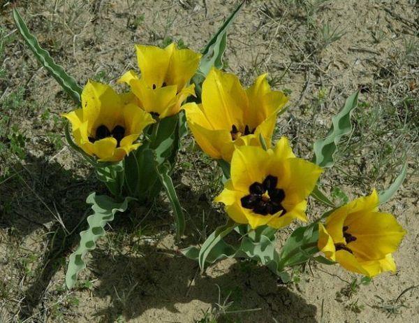 年04月14日 花のある生活 年04月14日 花のある生活