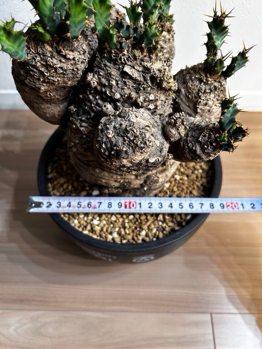 ユーフォルビア クラビゲラ 現地球 発根済 塊根植物｜Yahoo