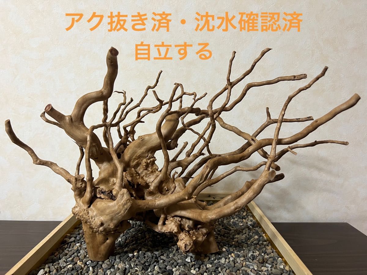 13012 ブランチウッド 流木 アクアリウム 沈水確認済
