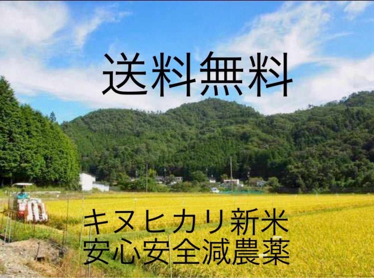 残少 安心と美味しさの根拠があるお米 タガメが棲む水田 R6年 キヌヒカリ 新米 玄米 20kg 1等米 減農薬 ネオニコフリー