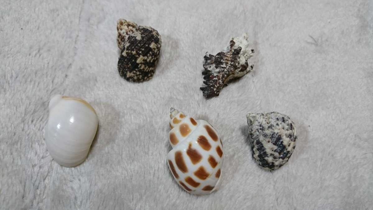 貝殻 標本 セット 沖縄_画像6