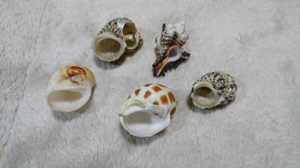 貝殻 標本 セット 沖縄_画像7