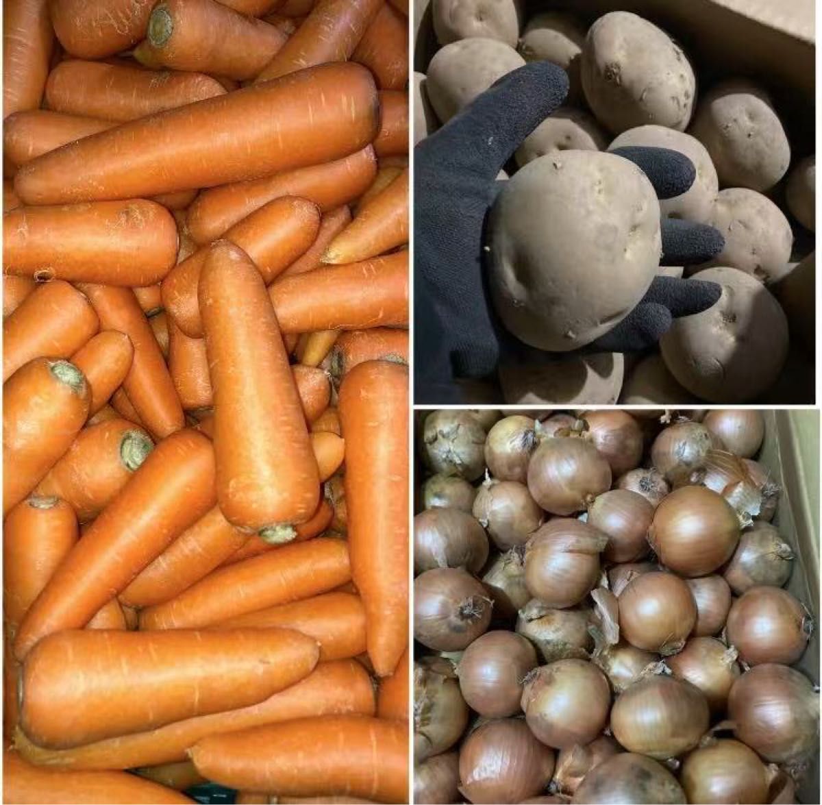 823.お買い得新鮮フレッシュにんじん人参2kg+じゃがいも4.5kg+玉ねぎ3kg本数玉数おまかせ