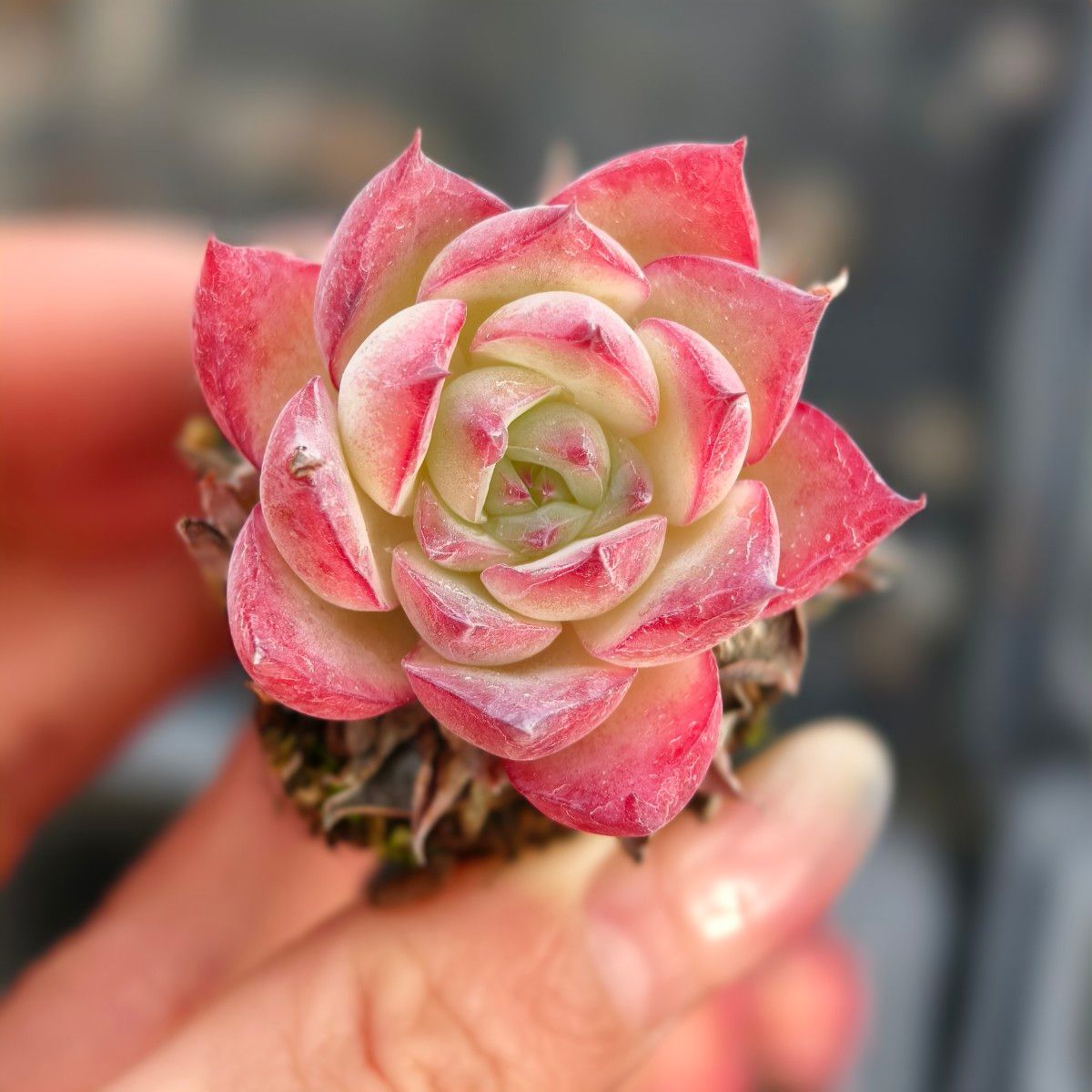 29株 C219-4多肉植物 エケベリア ゴア 超美苗 サボテン 観葉植物