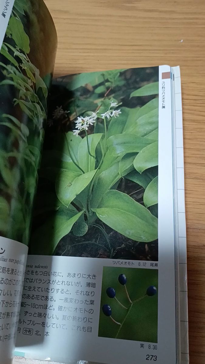 北海道植物図譜 滝田謙譲/著|Yahoo!フリマ(旧PayPayフリマ) 北海道植物図譜 滝田謙譲/著|Yahoo!フリマ(旧PayPayフリマ)