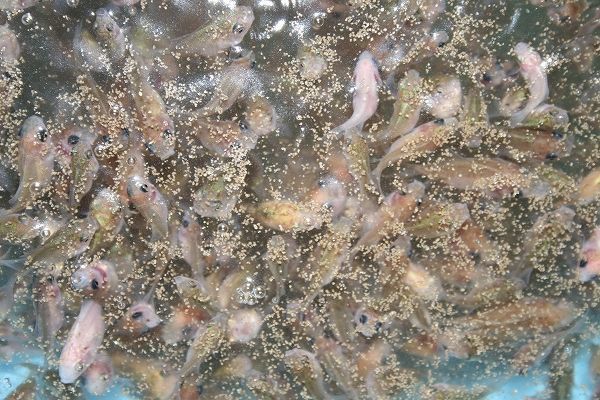 送料無料 1kg 0.3mm エサ 稚魚 川魚 どじょう マス 養殖用 餌 魚粉71%上級グレード