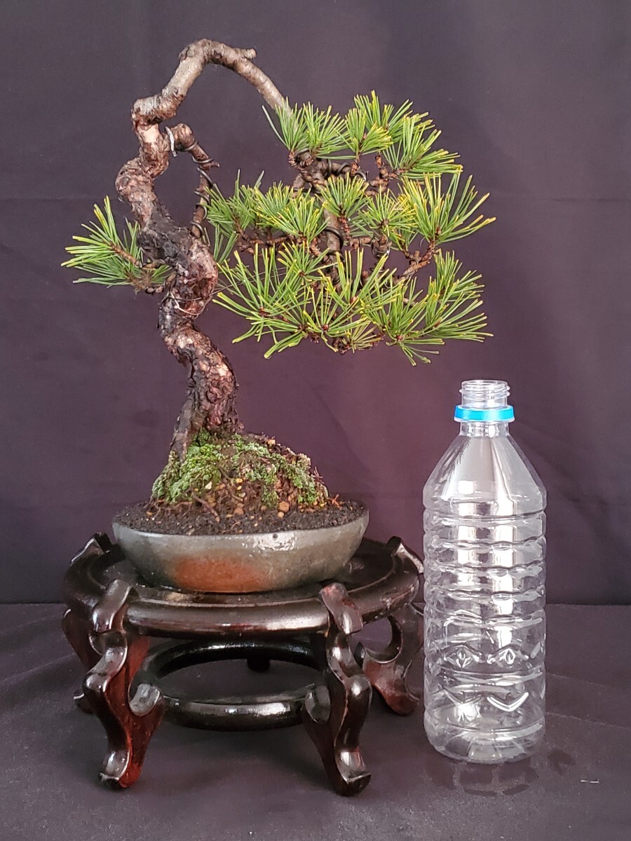 赤松　[文人木]　貴風盆栽 Yahoo!オークション - 【陽緑庵】貴風盆栽 赤松 文人 (検索用