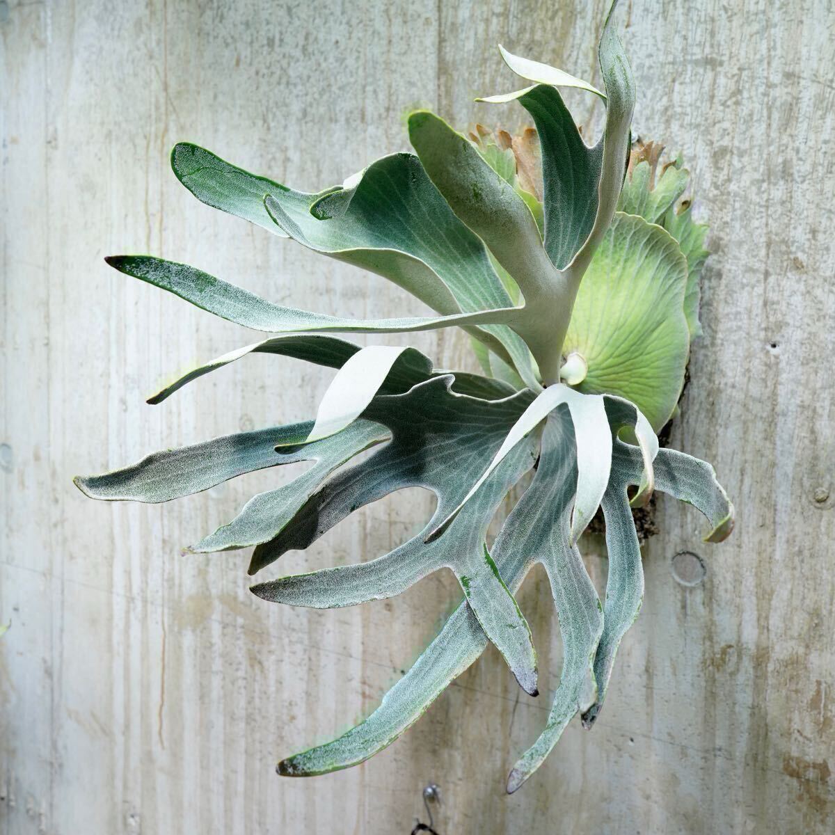 P. FSQ (vp#2 'De La Rocha') PUP【kumaplants】デラロッチャ P. FSQ (vp#2 'De La Rocha') PUP【kumaplants】デラロッチャ
