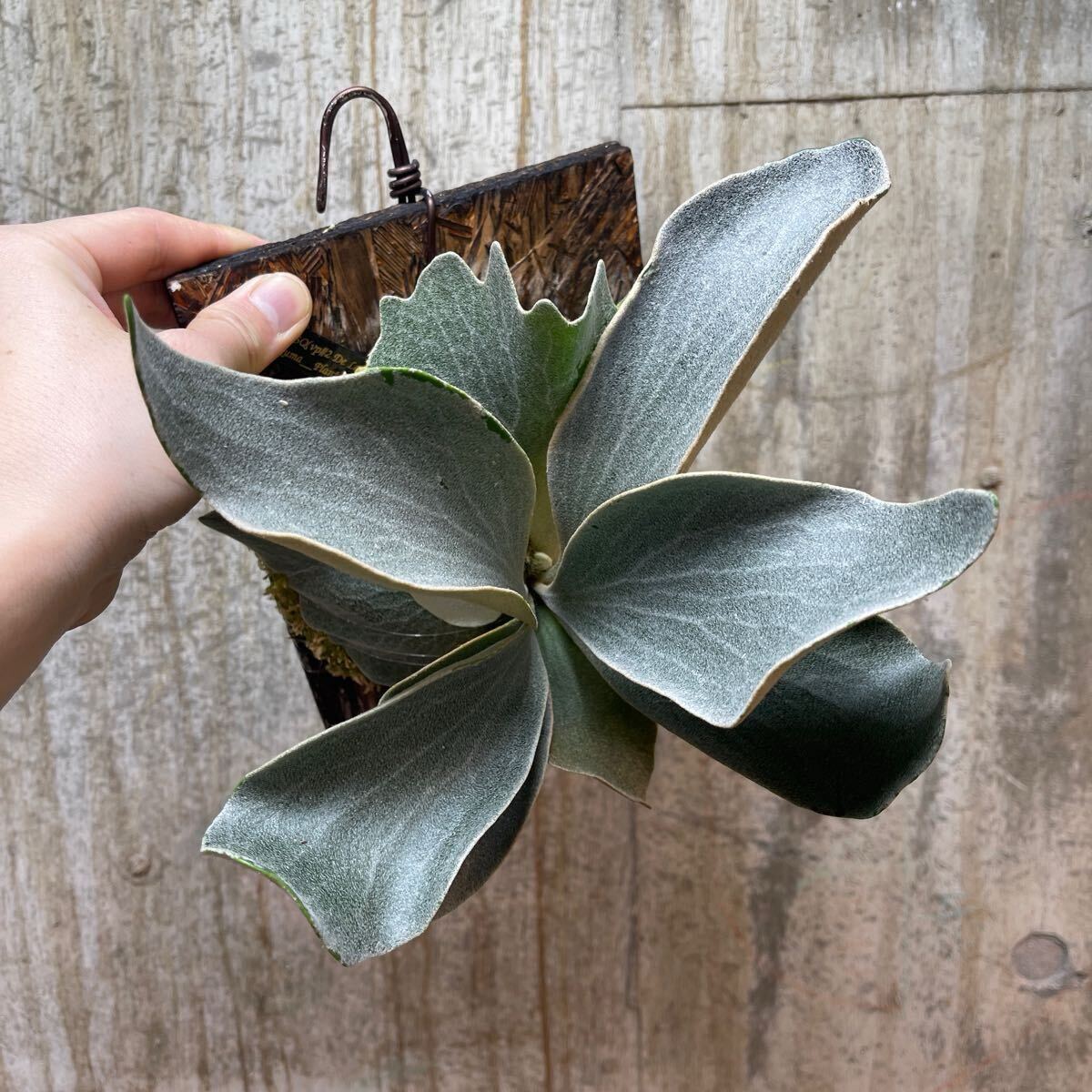 P. FSQ (vp#2 'De La Rocha') PUP【kumaplants】デラロッチャ P. FSQ (vp#2 'De La Rocha') PUP【kumaplants】デラロッチャ