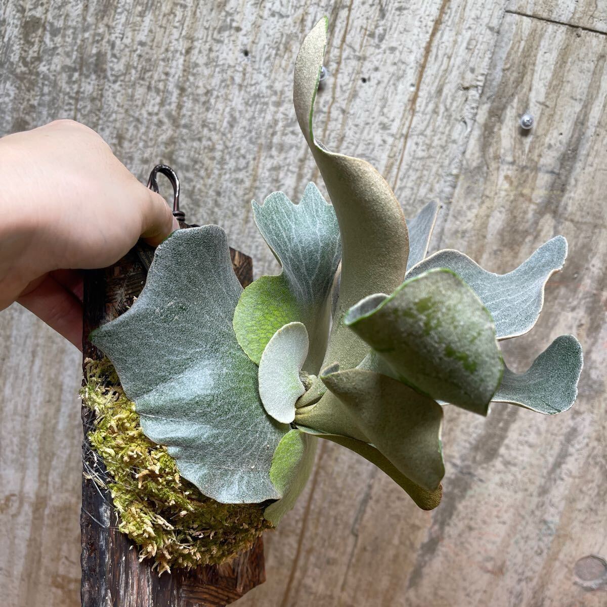 P. FSQ (vp#2 'De La Rocha') PUP【kumaplants】デラロッチャ P. FSQ (vp#2 'De La Rocha') PUP【kumaplants】デラロッチャ