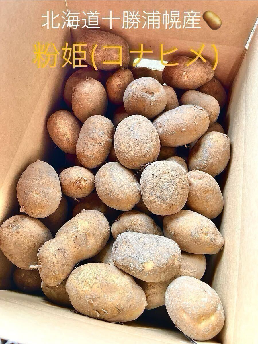 みんなに食されて40年 雪夏稚(せっかち)くんのじゃがいも20kg コナヒメ
