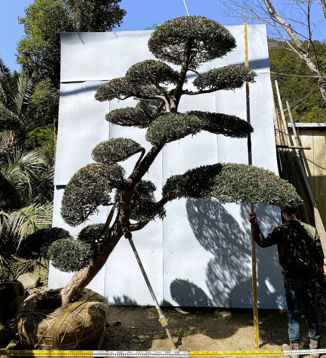 大阪庭木イヌマキ雌樹H4.3mW3.0mL1.5mクサマキ槇(植木、庭木 大阪庭木イヌマキ雌樹H4.3mW3.0mL1.5mクサマキ槇(植木、庭木