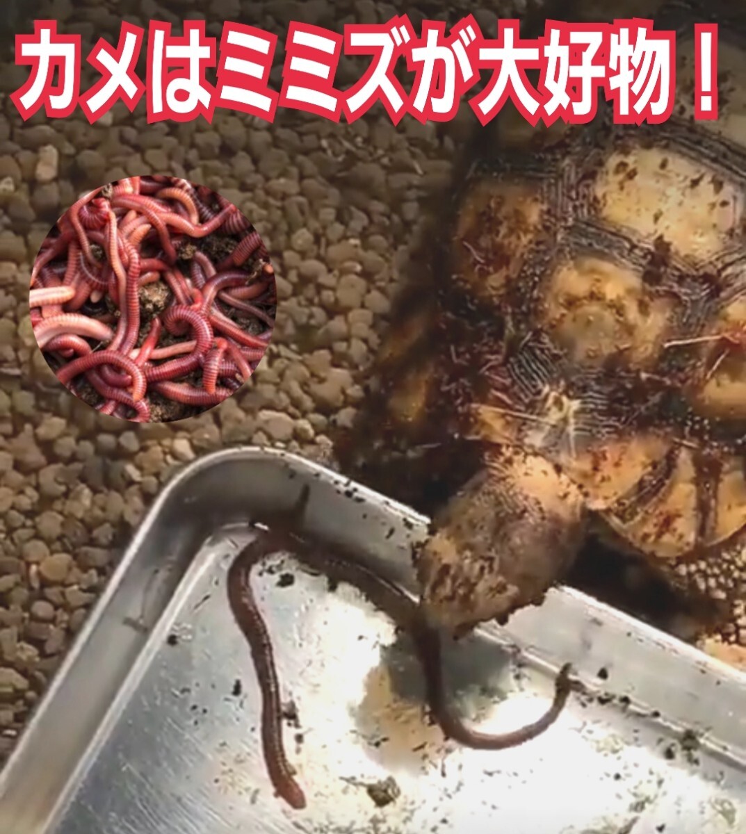 釣りの餌に！こだわりの無農(nóng)薬有機栽培農(nóng)園から毎朝ピチピチとれたての　シマミミズ　を直送【200匹】ペットの餌?コンポストにも抜群
