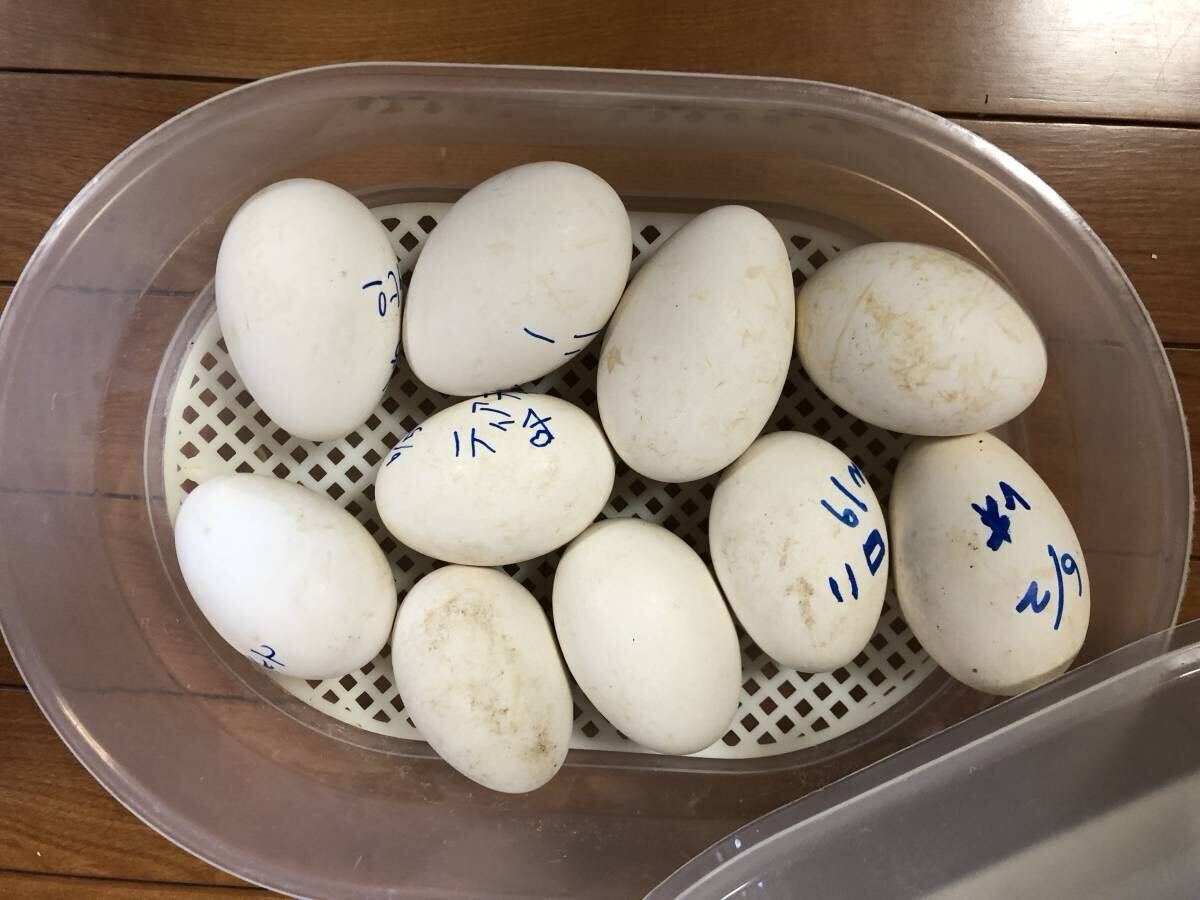 ガチョウの食用卵 10個セット Yahoo!オークション - 元気なガチョウの有精卵 食用 10個