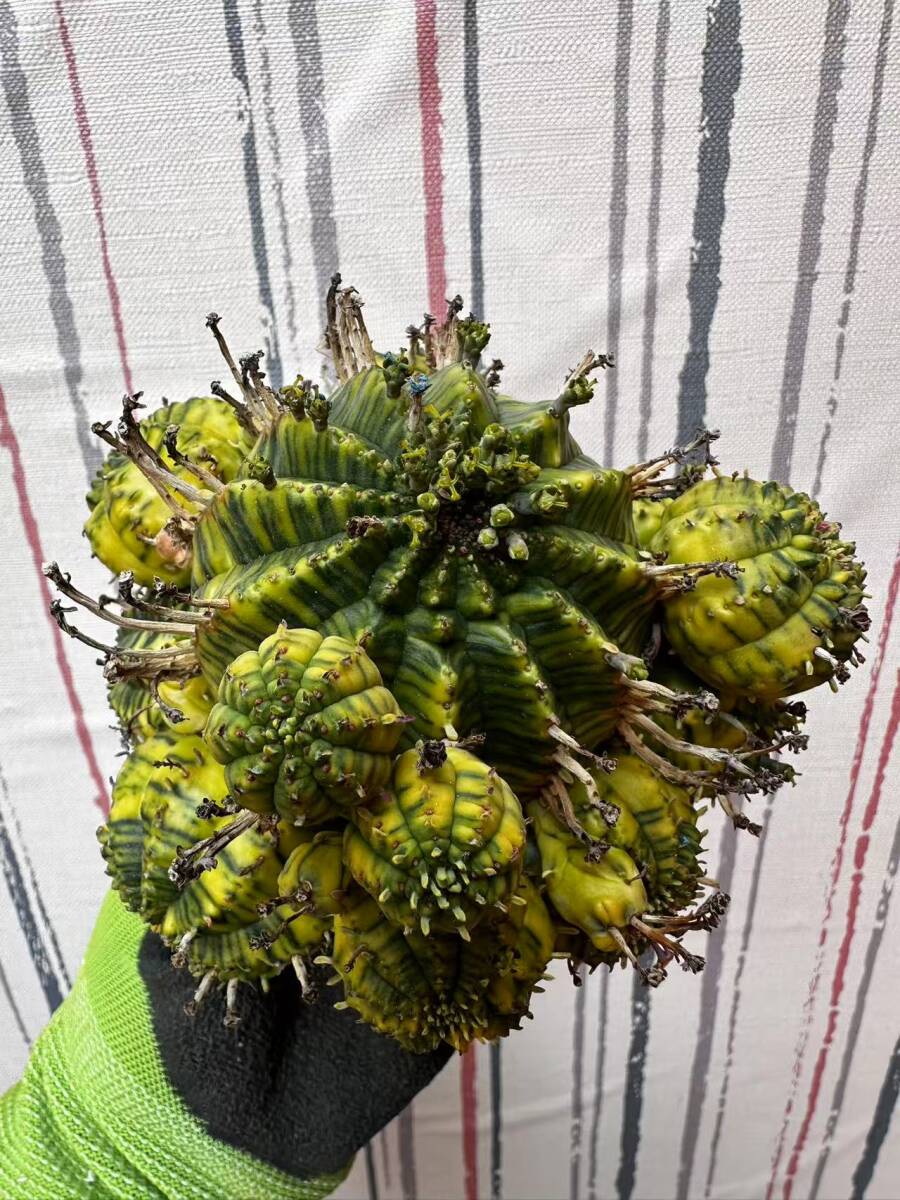U12サボテン 多肉植物 ユーフォルビア オベサ 錦 Euphorbia U12サボテン 多肉植物 ユーフォルビア オベサ 錦 Euphorbia