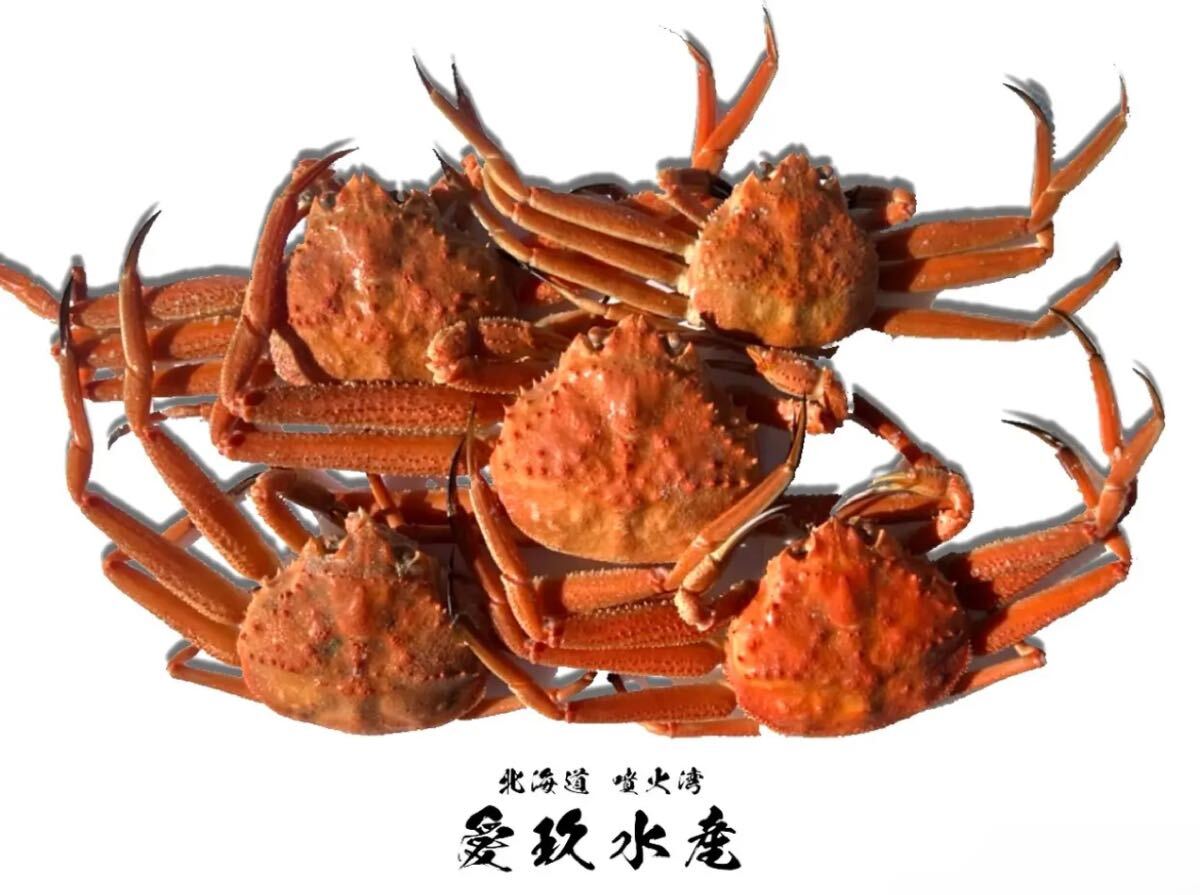 北海道 噴火湾産 ズワイガニ