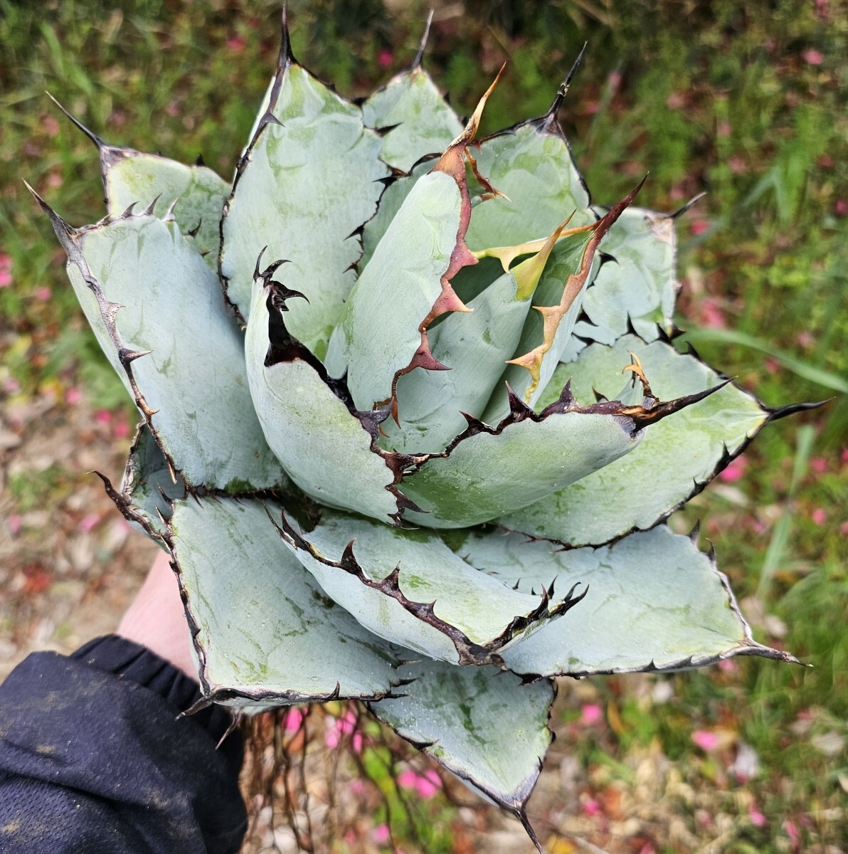 短葉強刺ブルーボール 検(agave FO 076 チタノータ アガベ 白鯨 短葉強刺ブルーボール 検(agave FO 076 チタノータ アガベ 白鯨