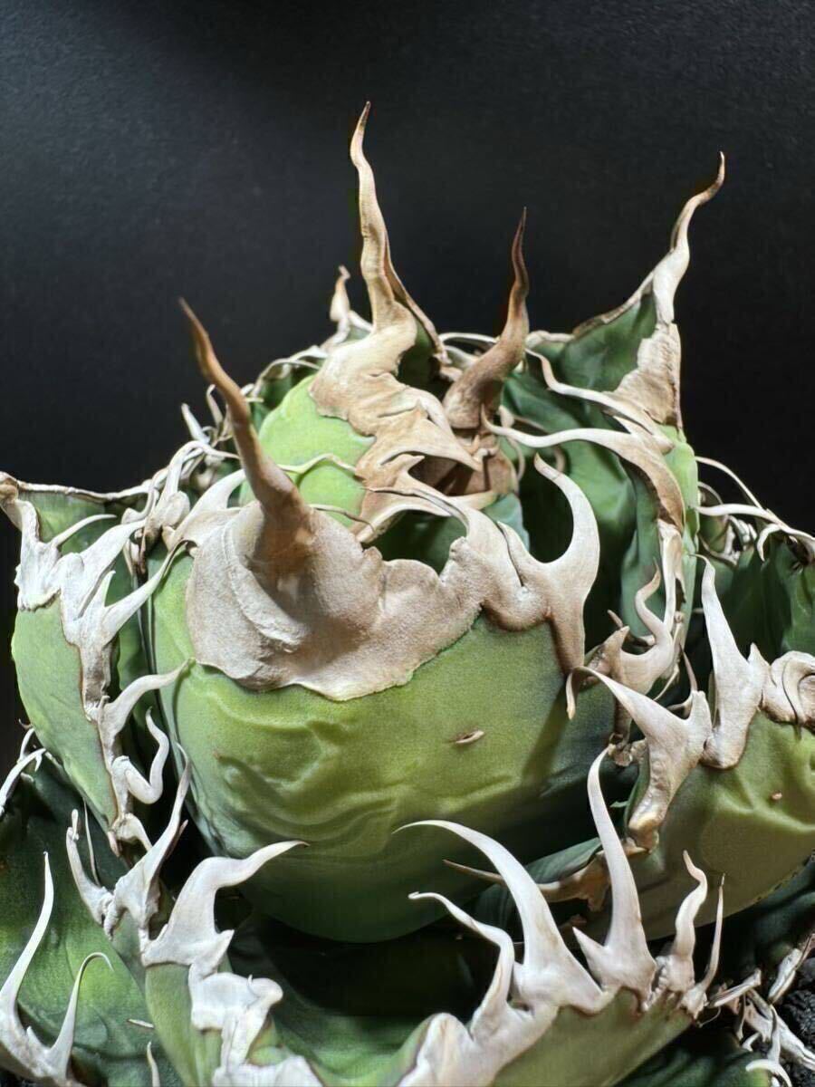 アガベ スーパーチタノタ　子株　カクタスグリーン産　【alo.plants.32】検　オテロイ　悪魔_画像3