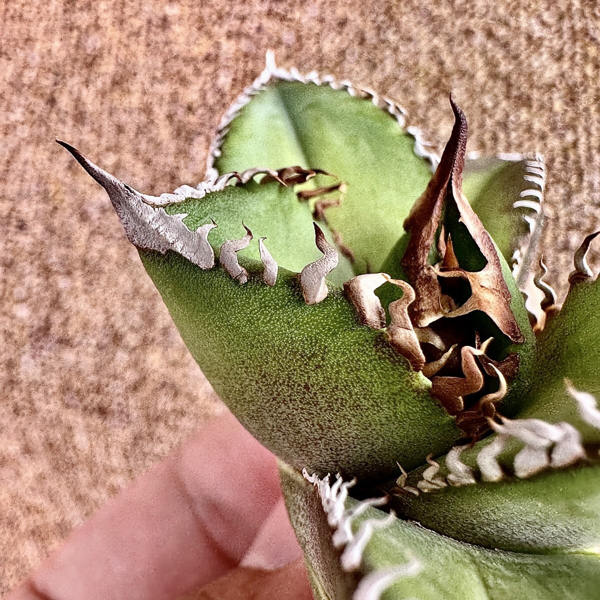 Lj_plants Z546 アガベ チタノタ オテロイ 実生株 Agave oteroi Lj_plants Z546 アガベ チタノタ オテロイ 実生株 Agave oteroi