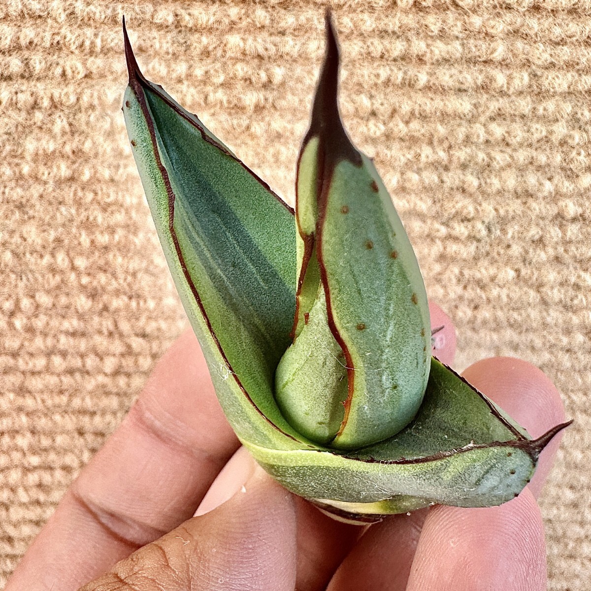 Lj_plants Z885 貴重な希少種 アガベ シャークバイト 黄覆輪錦 Lj_plants Z885 貴重な希少種 アガベ シャークバイト 黄覆輪錦