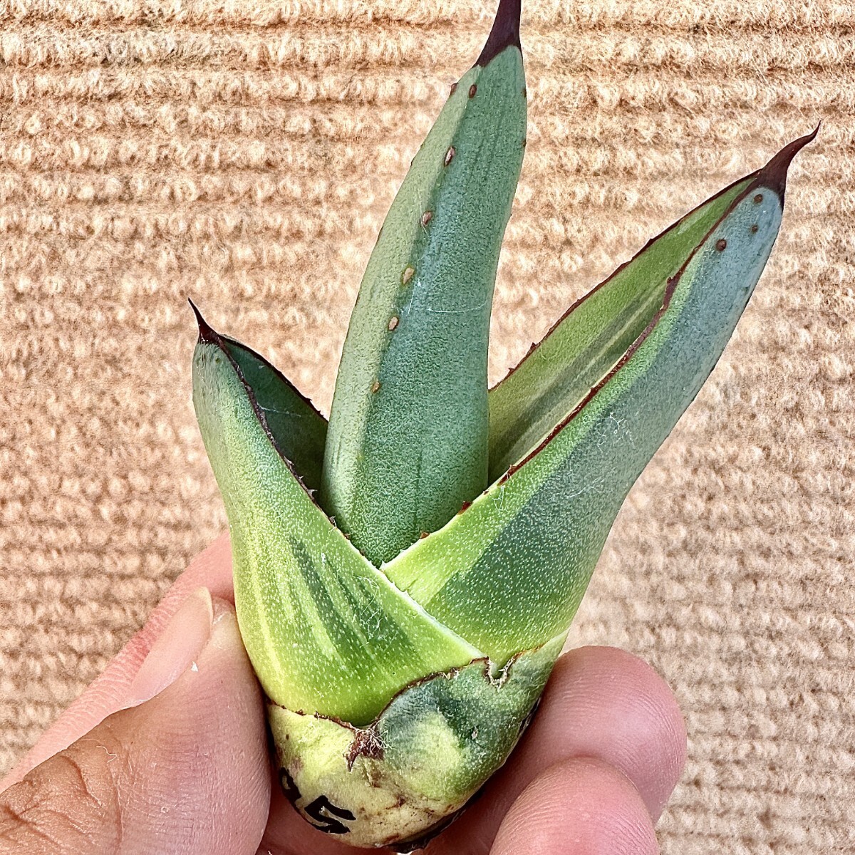 Lj_plants Z885 貴重な希少種 アガベ シャークバイト 黄覆輪錦 Lj_plants Z885 貴重な希少種 アガベ シャークバイト 黄覆輪錦