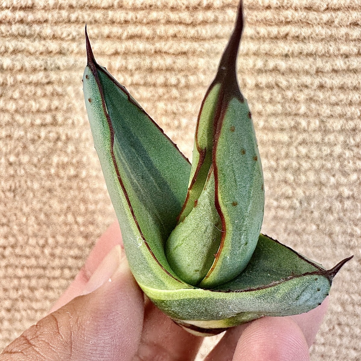 Lj_plants Z885 貴重な希少種 アガベ シャークバイト 黄覆輪錦 Lj_plants Z885 貴重な希少種 アガベ シャークバイト 黄覆輪錦