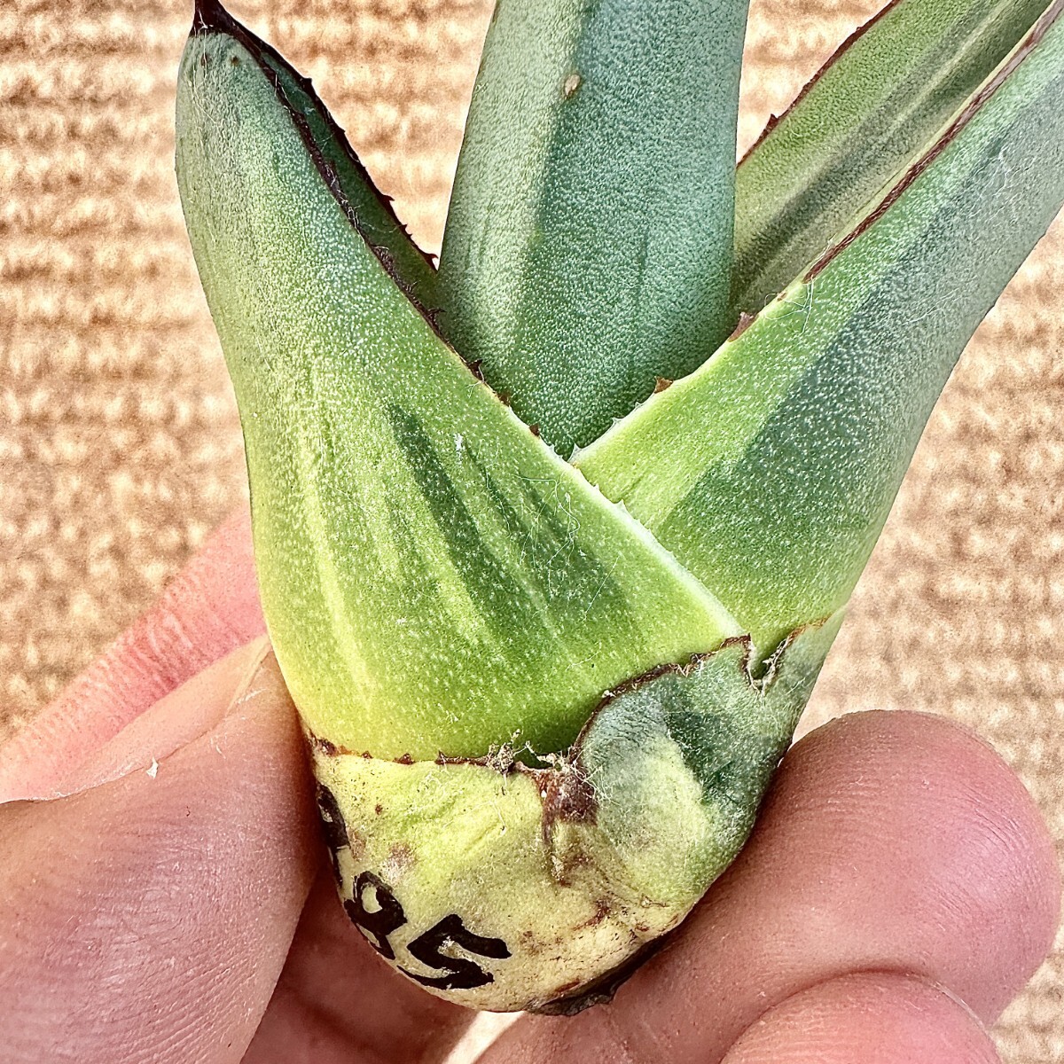 Lj_plants Z885 貴重な希少種 アガベ シャークバイト 黄覆輪錦 Lj_plants Z885 貴重な希少種 アガベ シャークバイト 黄覆輪錦