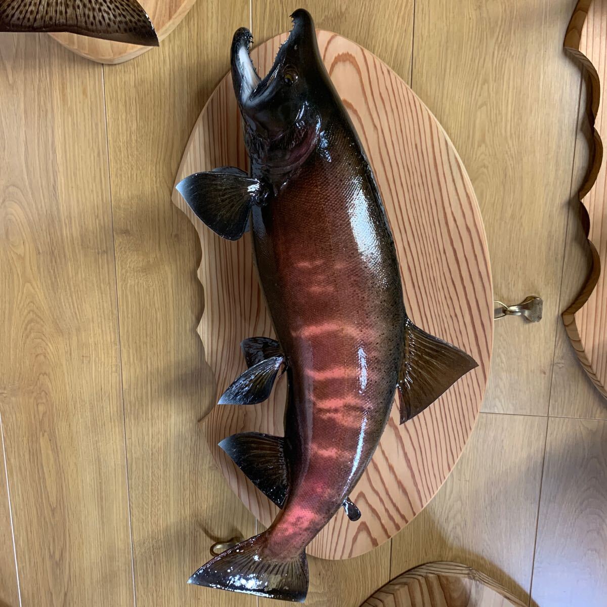 魚類剥製工房エフクラフト 幅広レインボー40 ろうする 魚類剥製工房エフクラフト 幅広レインボー40 ろうする